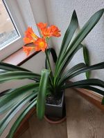 Klievie-Clivia ,mehrjährig ,Versand ohne Pflanzcube möglich Baden-Württemberg - Heilbronn Vorschau