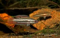 Parosphromenus Sumatranus (Weibchen) Bayern - Grainau Vorschau