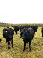 Wagyu Kühe tragend  zu verkaufen Brandenburg - Oranienburg Vorschau