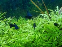 Aquariumfische Black Mollies - Fische Bayern - Edling Vorschau