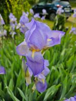 Tausche Deutsche Schwertlilie( Iris germanica agg.) Baden-Württemberg - Freiburg im Breisgau Vorschau