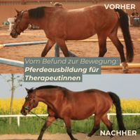 Onlineseminar für Pferdetherapeutinnen Baden-Württemberg - Bad Rappenau Vorschau