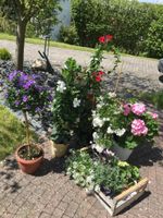 Gärtner / Gartenhelfer gesucht Hessen - Neustadt Vorschau