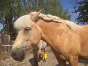 Gutaussehender, ausgeglichener Isländer-Haflinger Mix und seine H in Fellbach