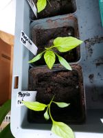 Paprika Jungpflanzen rot und gelb Baden-Württemberg - Neresheim Vorschau