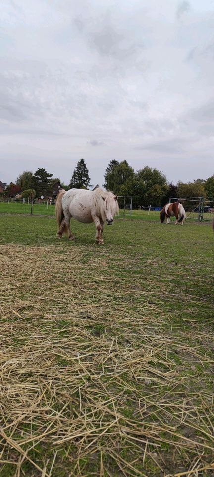 Minishetty /Mini Shetlandpony / Volltiger / Shetty in Oberhausen