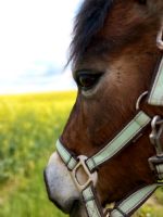 Pflegebeteiligung für Pony Bayern - Maisach Vorschau