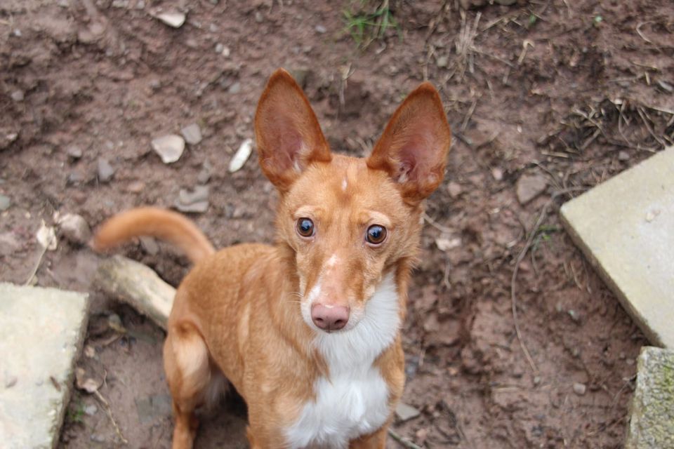 Stanley süßer Podenco in Neunkirchen