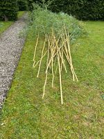 Bambusstangen zu verschenken Nordrhein-Westfalen - Arnsberg Vorschau