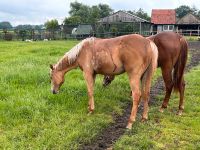 Quarter Horse Stute in dunkel Palomino, AQHA, QH, Jungpferd Niedersachsen - Haselünne Vorschau