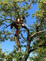 Obstbaumschnitt Schleswig-Holstein - Lübeck Vorschau