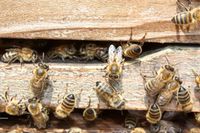 Bienenableger aus privater Hobbyimkerei im Wald Sachsen-Anhalt - Möser Vorschau