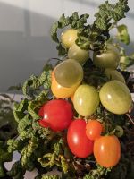 Samen Tomaten Curly Kaley Topftomate München - Hadern Vorschau