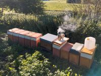 Bienenvolk Ableger 2024 Dadant US Nordrhein-Westfalen - Brilon Vorschau