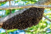 Ich fange Bienenschwärme mit Finderlohn / Belohnung Schleswig-Holstein - Trappenkamp Vorschau