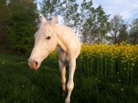 Pferd sucht neuen Offenstall Bayern - Großkarolinenfeld Vorschau