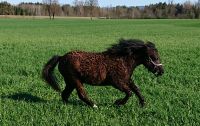 Curly Horse Pony Welsh A Mix Stute Jährling Rosalie Bayern - Fridolfing Vorschau