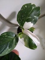 Philodendron White Prinzess Pflanze Dresden - Löbtau-Nord Vorschau