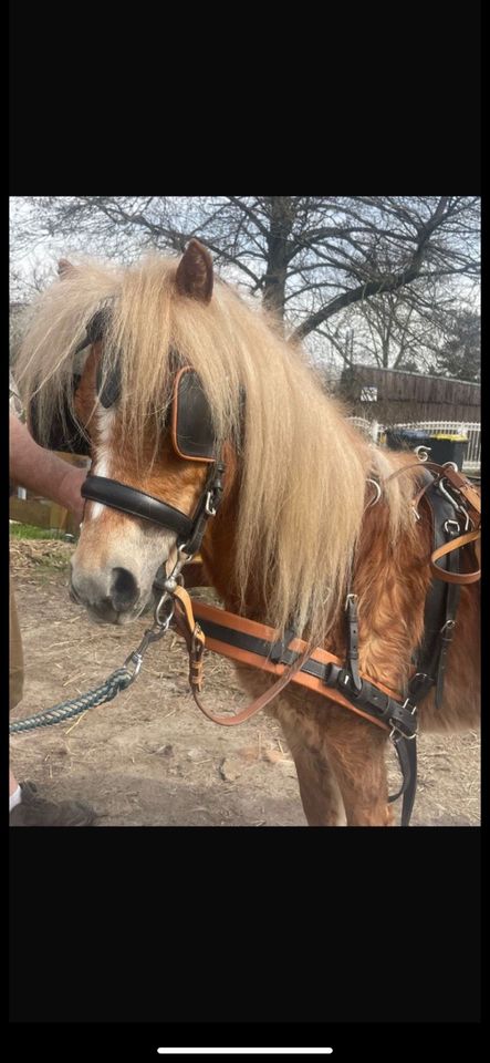 Fahrpony Pony in Hohe Börde