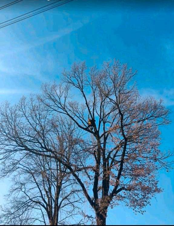 Baumfällung, Baumkletterer, Problemfällung, Baum Abtragen in Peißenberg