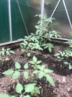 Tomatenpflanzen 1 Euro Bayern - Marktredwitz Vorschau
