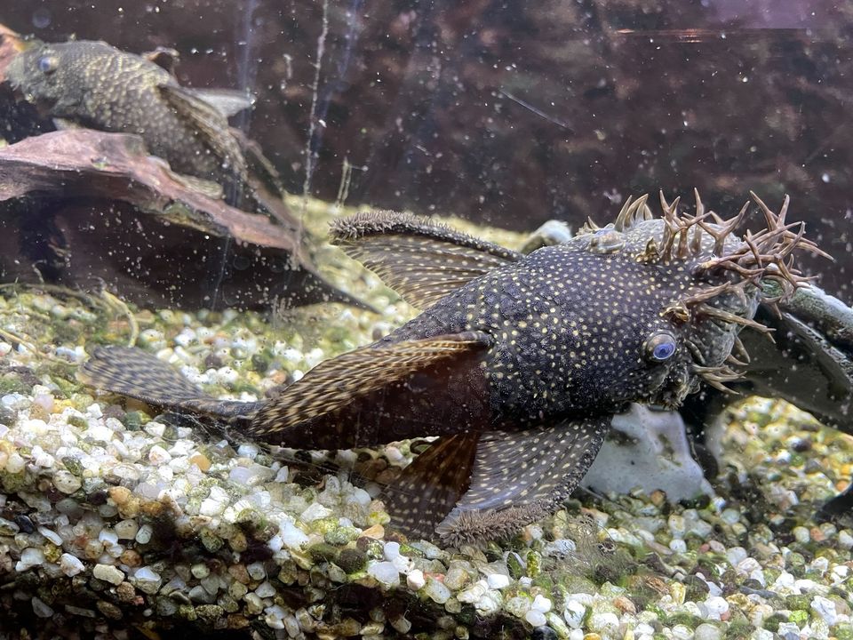 Saugwelse, Aquarium Fisch in Apolda