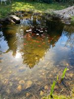 Goldfische Koi Teichfische NUR GESAMT ABZUGEBEN Bayern - Landsberg (Lech) Vorschau