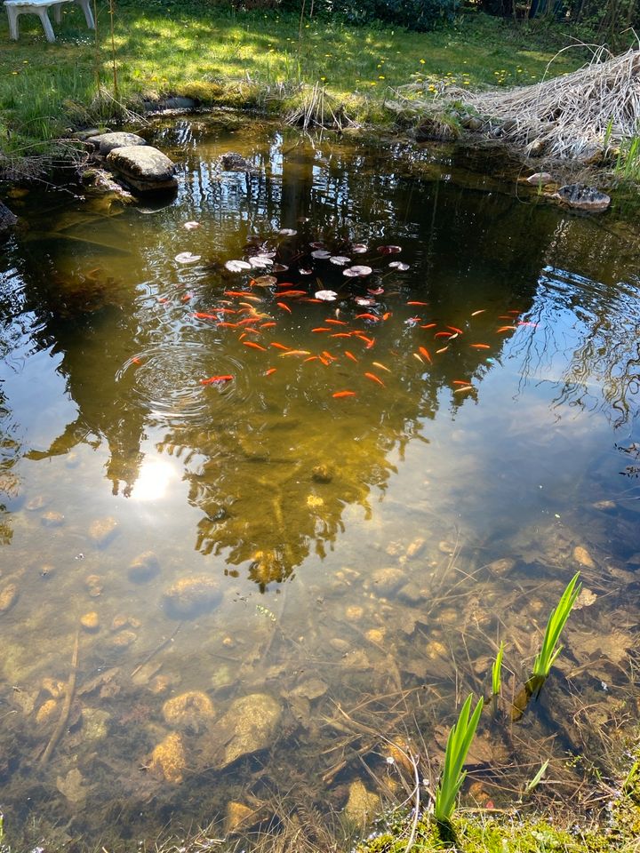 Goldfische Koi Teichfische NUR GESAMT ABZUGEBEN in Landsberg (Lech)