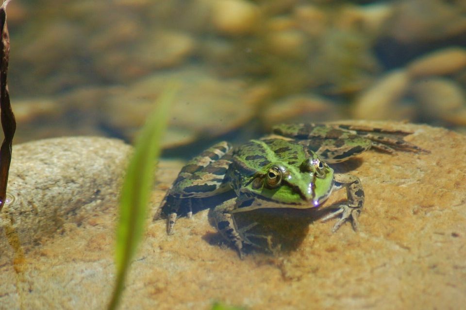 Teichbau mit Teichfolie Lebensraum für Amphibien und Insekten in Schwanewede