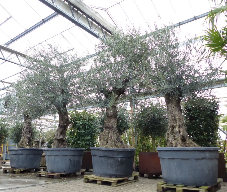 neue Ware Lagerverkauf Palme Olive Feige mediterran in Goch