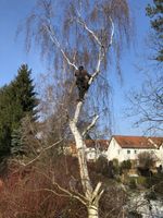 Baumfällung, Problembäume, Abtragung, Entsorgung, Baum fällen Sachsen - Wilsdruff Vorschau