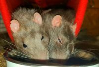 Ratten, junge Ratten, Rattenbabies Bayern - Gersthofen Vorschau