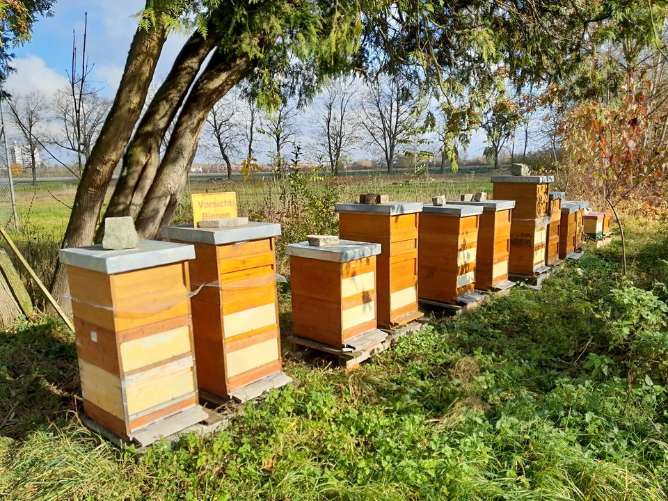 Bienenvölker / Ableger von 2023 auf Zander in Unterschleißheim