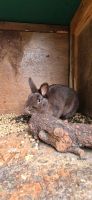 Verkaufe Kaninchen Osterholz - Tenever Vorschau