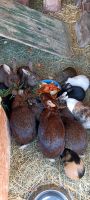 Verkaufe viele süße Hasen / Kaninchen Sachsen - Tauscha Vorschau