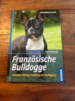 Französische Bulldogge Obervieland - Arsten Vorschau