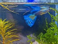 ⭐Hochzucht Guppy Moskau Blau Aquarium Fisch 2€*⭐ Rheinland-Pfalz - Minfeld Vorschau