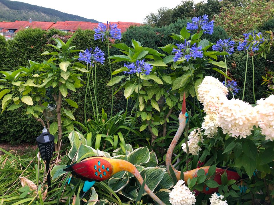 großerAgapanthus Schmucklinie mehrere Pflanzen im Topf in Jena