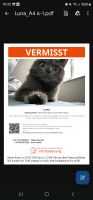 Wir suchen unsere Katze Luna Dithmarschen - Wesselburen Vorschau