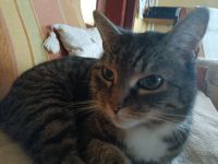 Verschmuste Katze sucht ein neues, liebevolles Zuhause Nordwestmecklenburg - Landkreis - Grevesmuehlen Vorschau