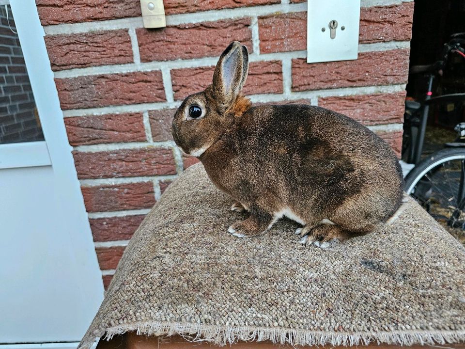 Zwergrex Castor Kaninchen Zwergkaninchen Hase geimpft Rhd 1+2 in Meppen