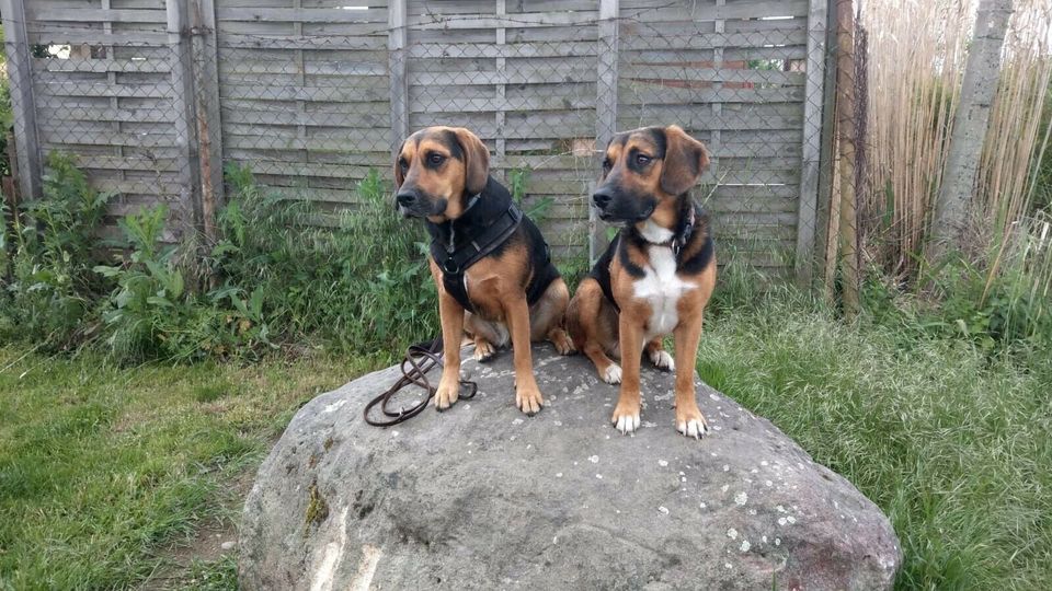 Wurfgeschwister und Geschwister gesucht: Beagle-Labrador aus Leip in Cottbus