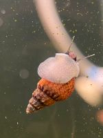 Nöppi Turmdeckelschnecke Köln - Mülheim Vorschau