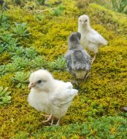 Küken von Silverudds Blaue schwedische Isbar Huhn Grünleger Ei Baden-Württemberg - Neukirch Vorschau