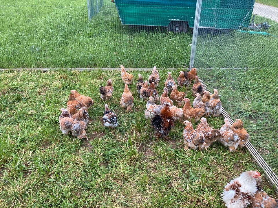 Zwerg-Cochin Hennen Hühner in Grafrath