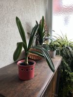 Clivia miniata Klivie Riemenblatt Pflanze Ableger Münster (Westfalen) - Centrum Vorschau