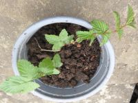 Mädesüß (Filipendula ulmaria) Baden-Württemberg - Ostrach Vorschau