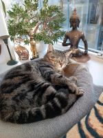 Katze vermisst Bayern - Kößlarn Vorschau
