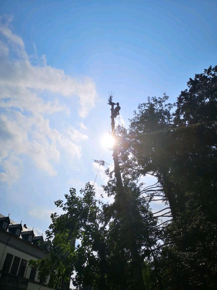 Baumfällung,  Baum fällen, Baumpflege, Totholzentfernung in Euskirchen