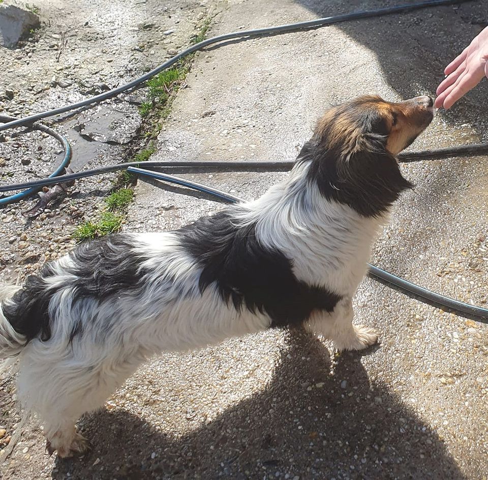 VICI ca. 2 J. Spaniel-Dackelmix-Rüde, Familienhund,lieb, ruhig in Sennfeld